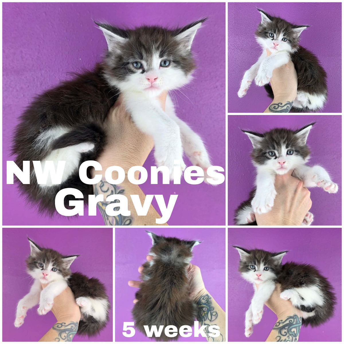 NW Coonies Gravy