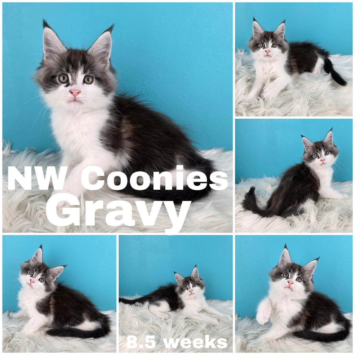 NW Coonies Gravy