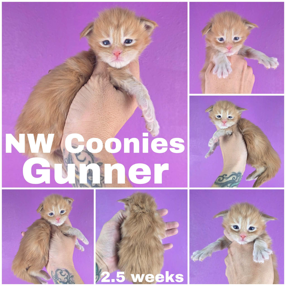 NW Coonies Gunner
