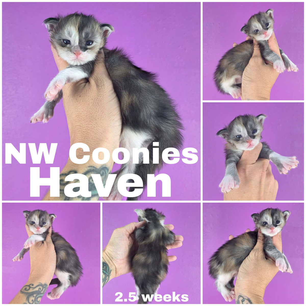 NW Coonies Haven