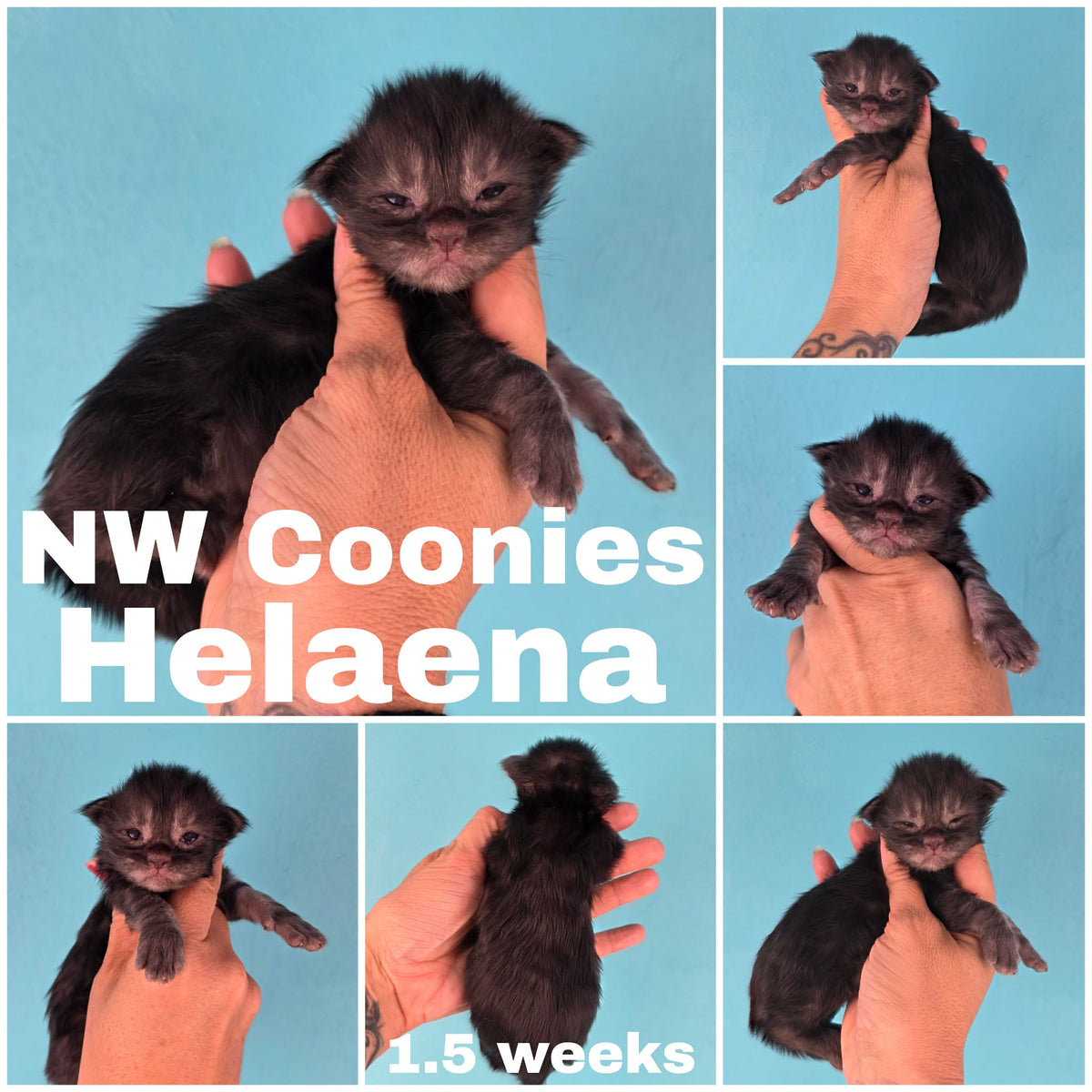 NW Coonies Helaena