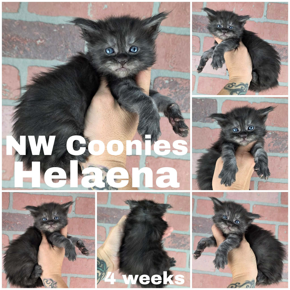 NW Coonies Helaena
