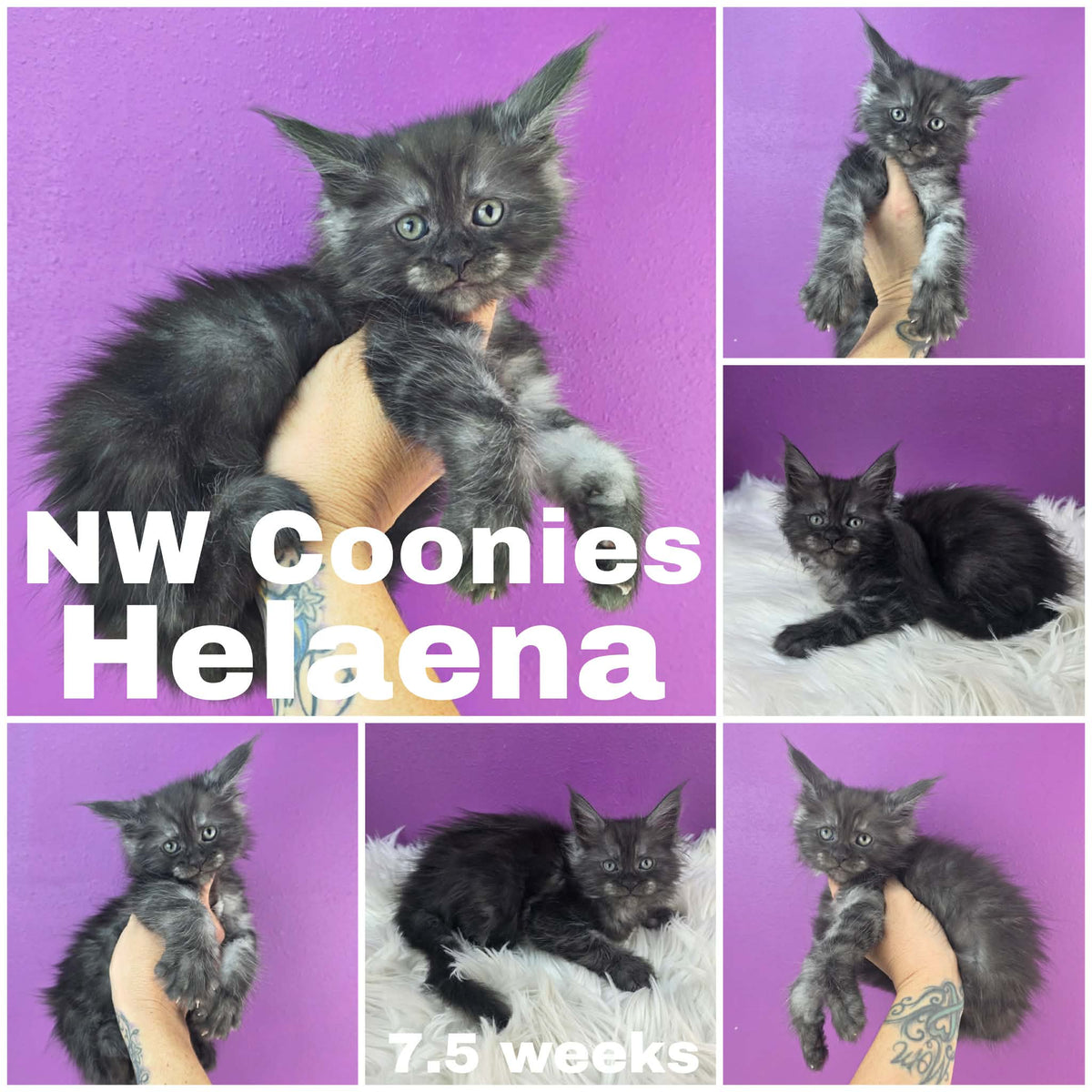 NW Coonies Helaena