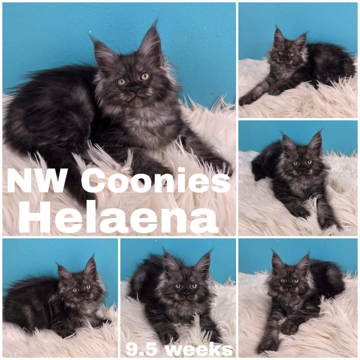 NW Coonies Helaena