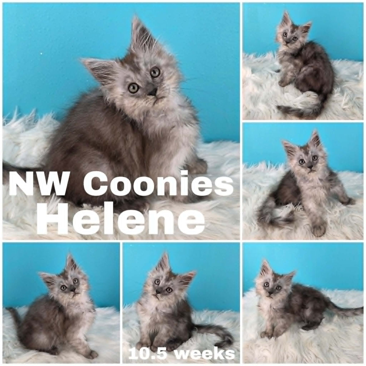 NW Coonies Helene