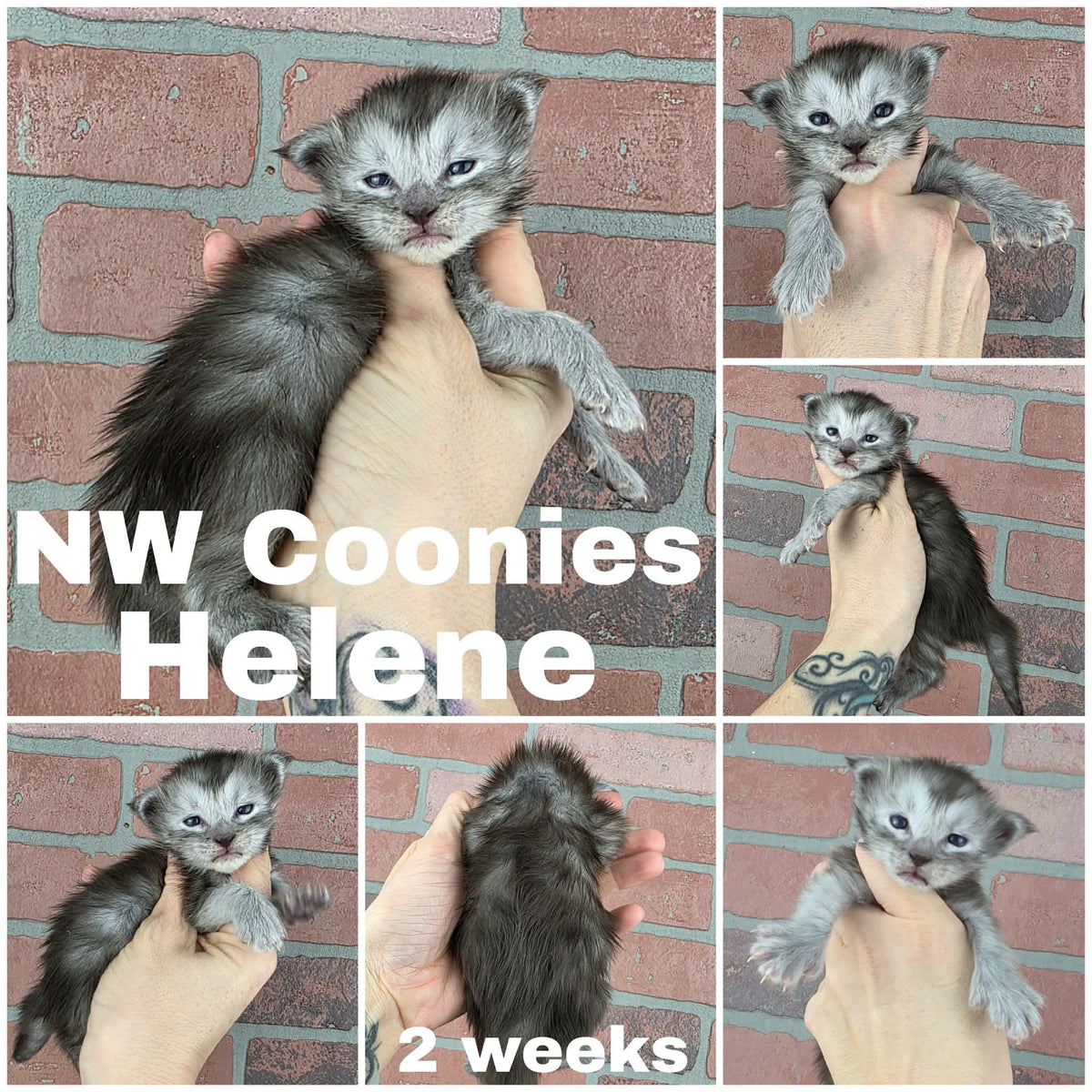NW Coonies Helene