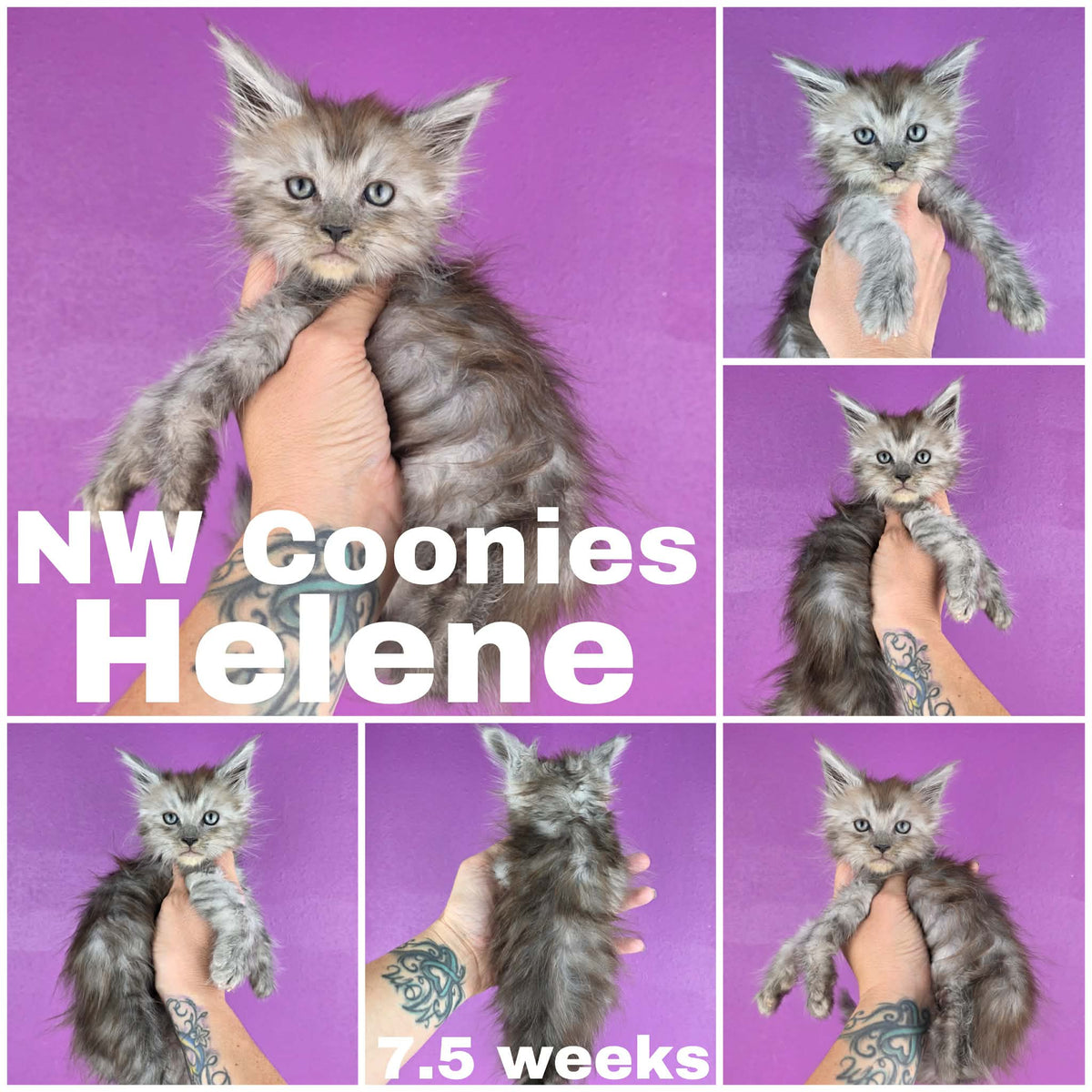 NW Coonies Helene