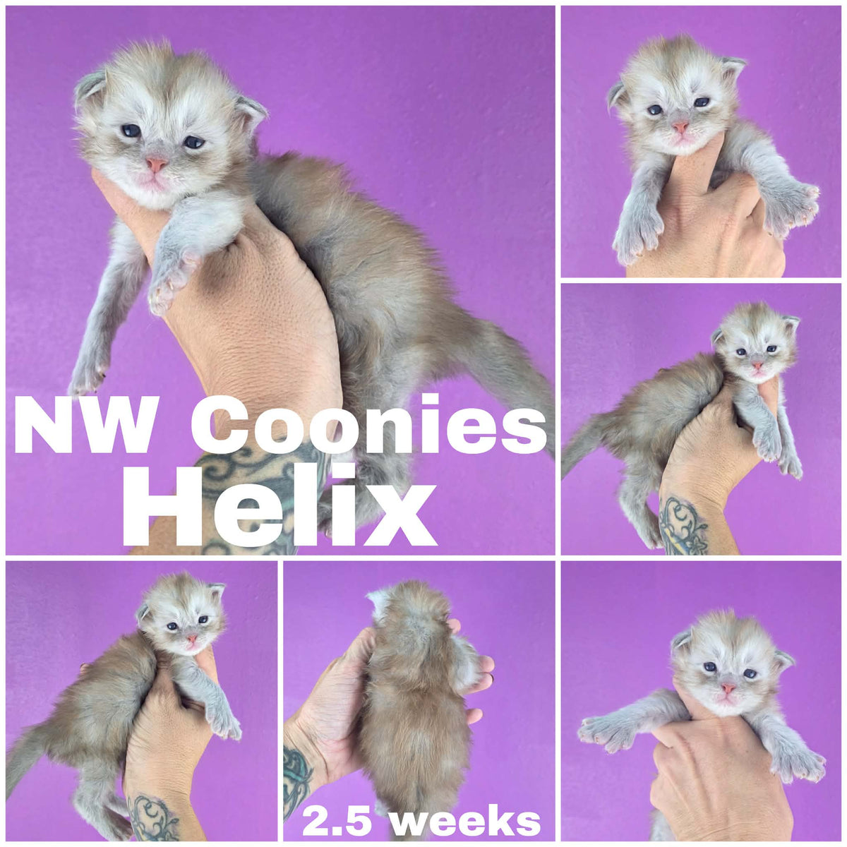 NW Coonies Helix