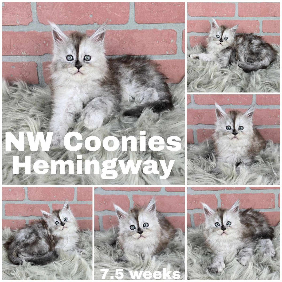 NW Coonies Hemmingway