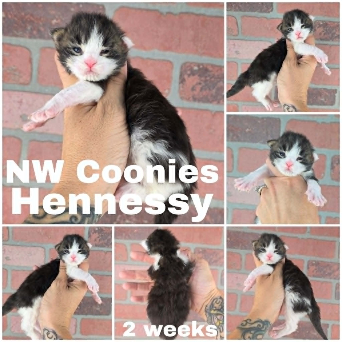 NW Coonies Hennessy