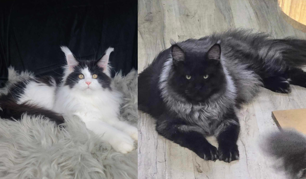Contrasting photos of a bicolor and a dark, silver-ruffed Maine Coon