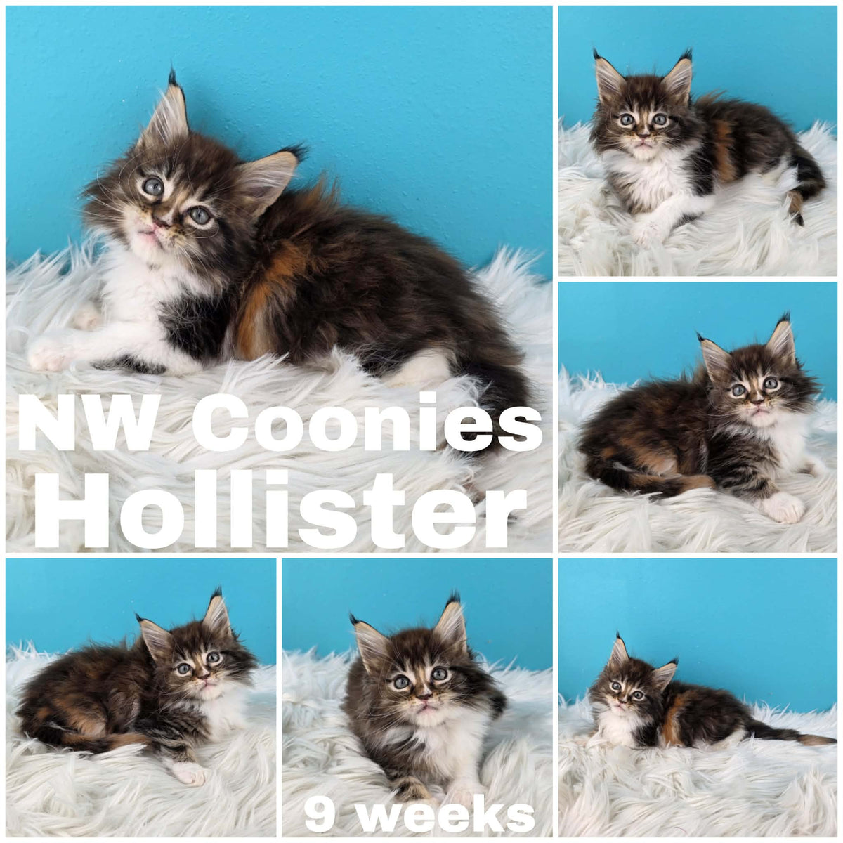 NW Coonies Hollister