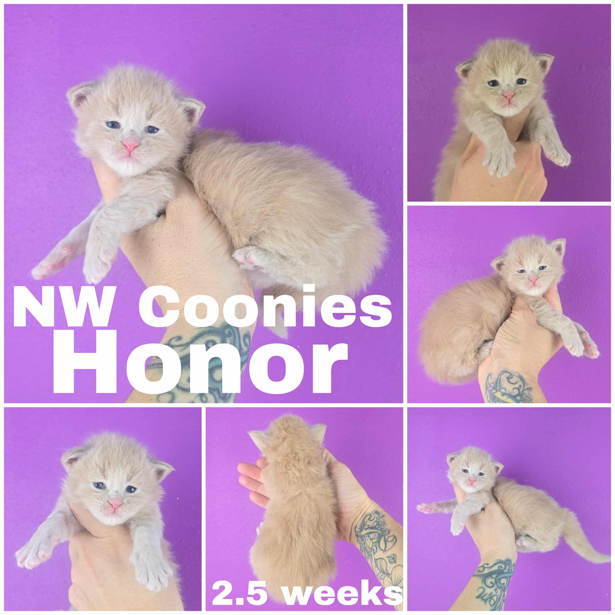 NW Coonies Honor