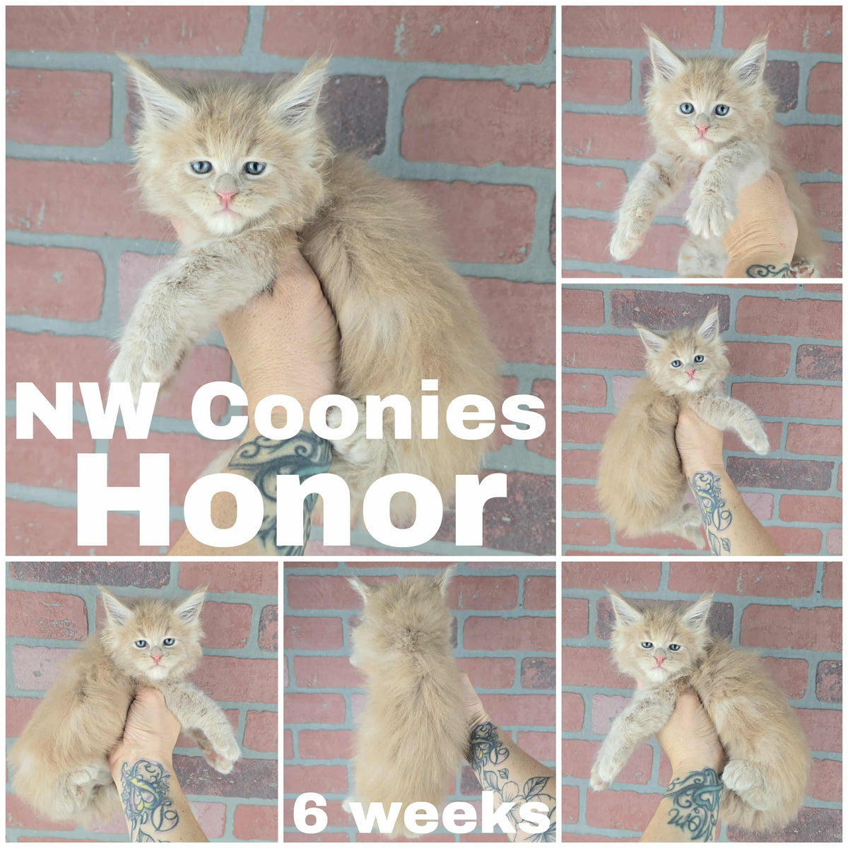 NW Coonies Honor