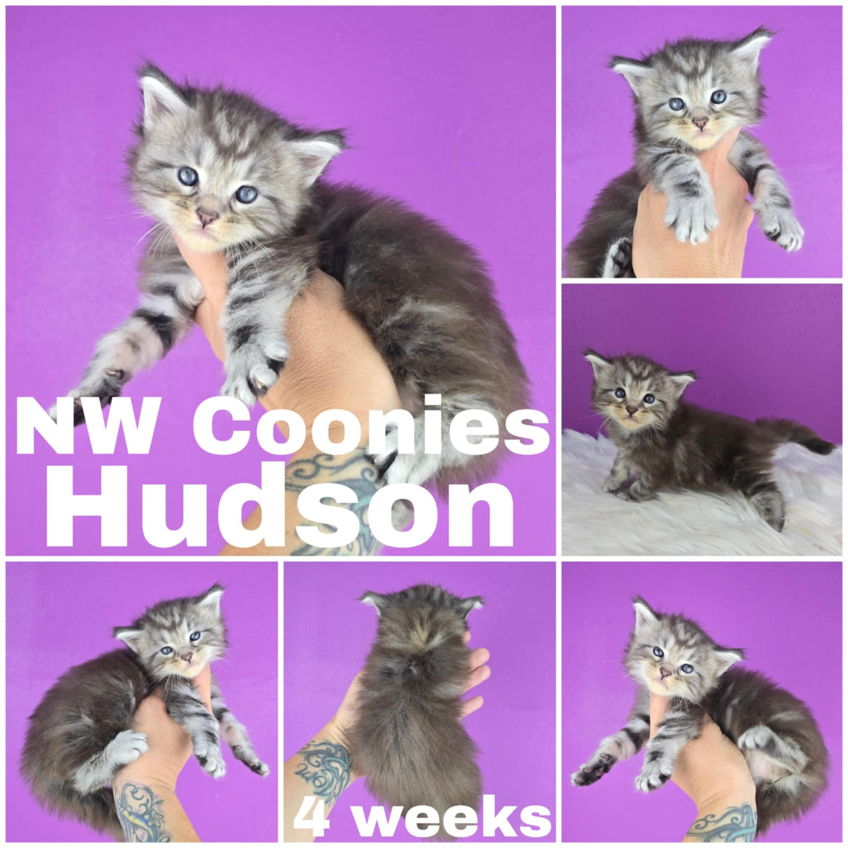 NW Coonies Hudson
