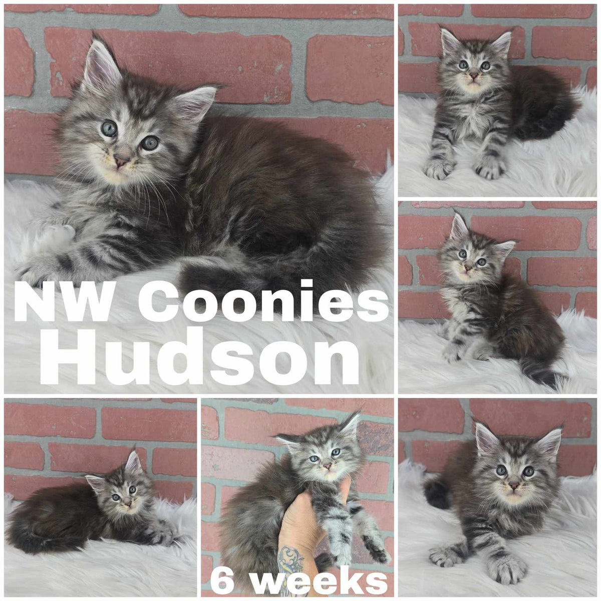 NW Coonies Hudson