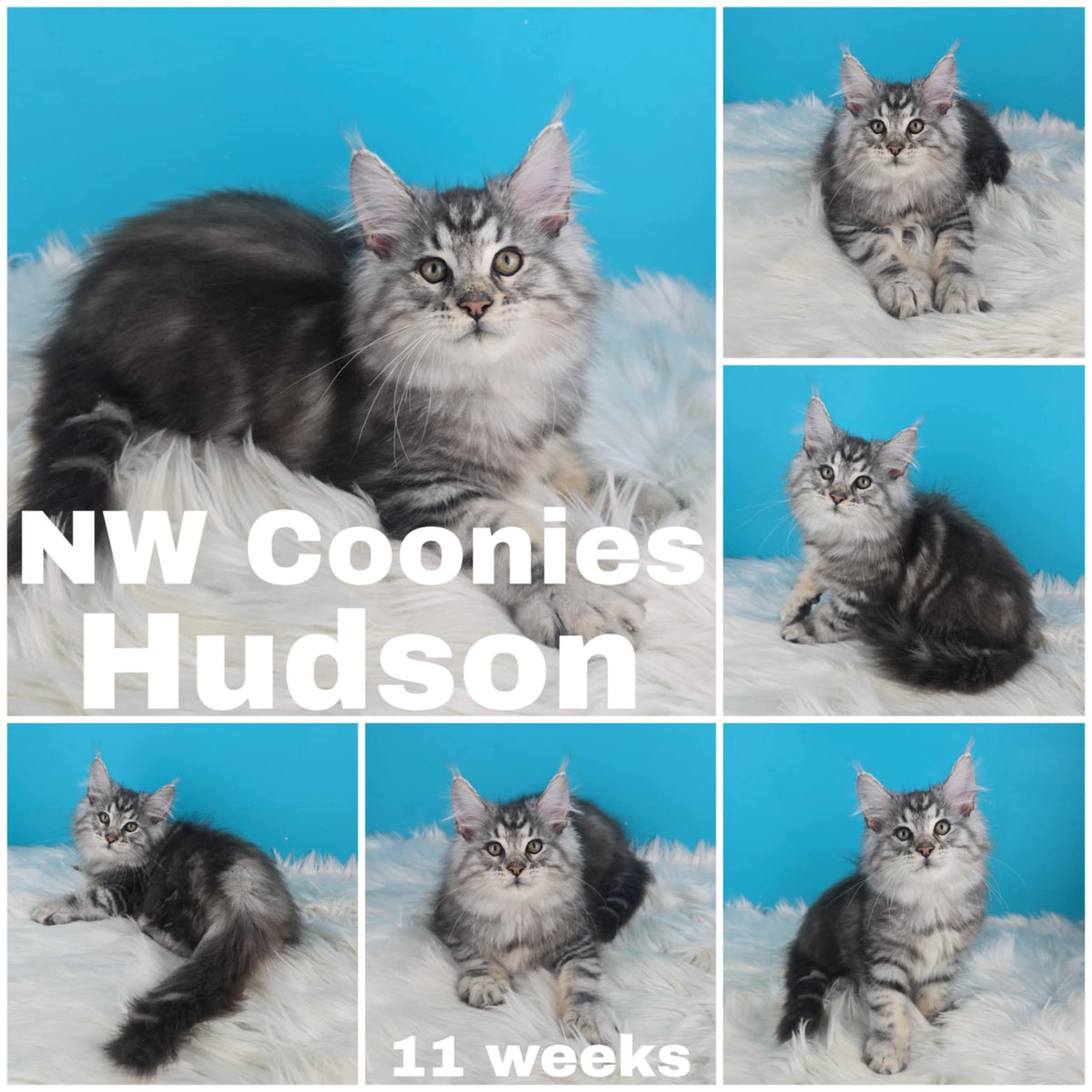 NW Coonies Hudson