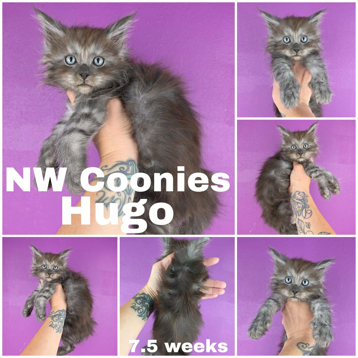 NW Coonies Hugo