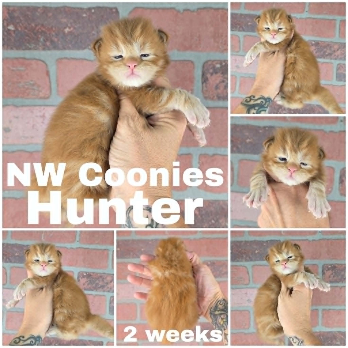 NW Coonies Hunter