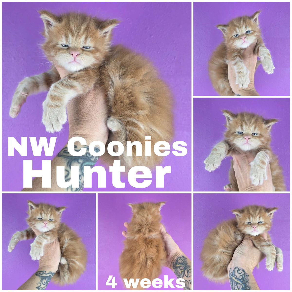 NW Coonies Hunter