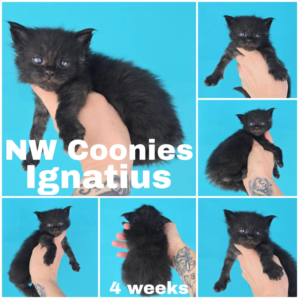 NW Coonies Ignatius