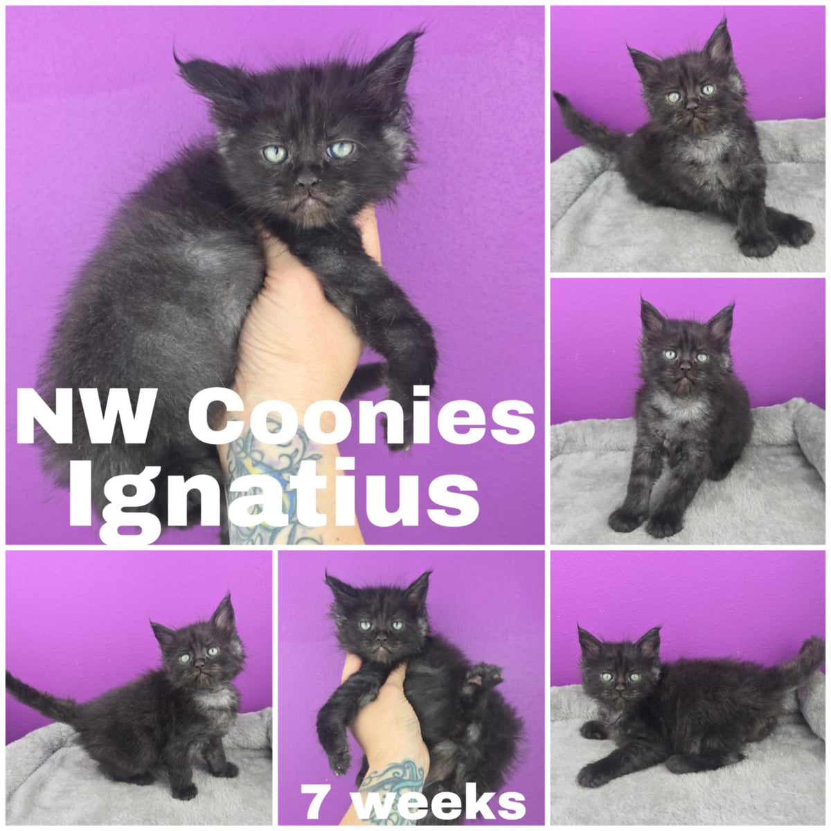 NW Coonies Ignatius