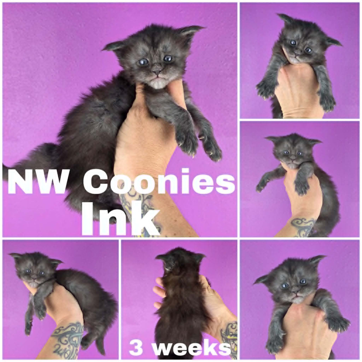 NW Coonies Ink