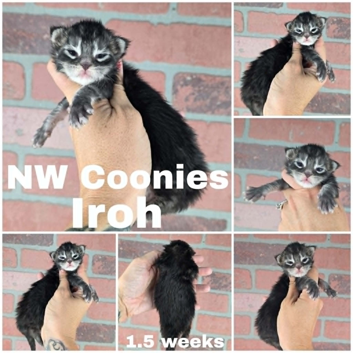 NW Coonies Iroh