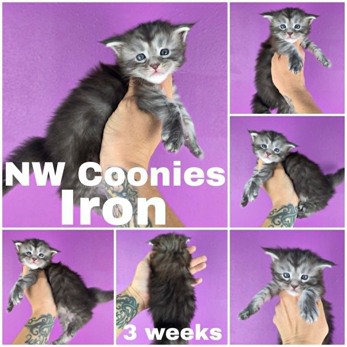 NW Coonies Iron