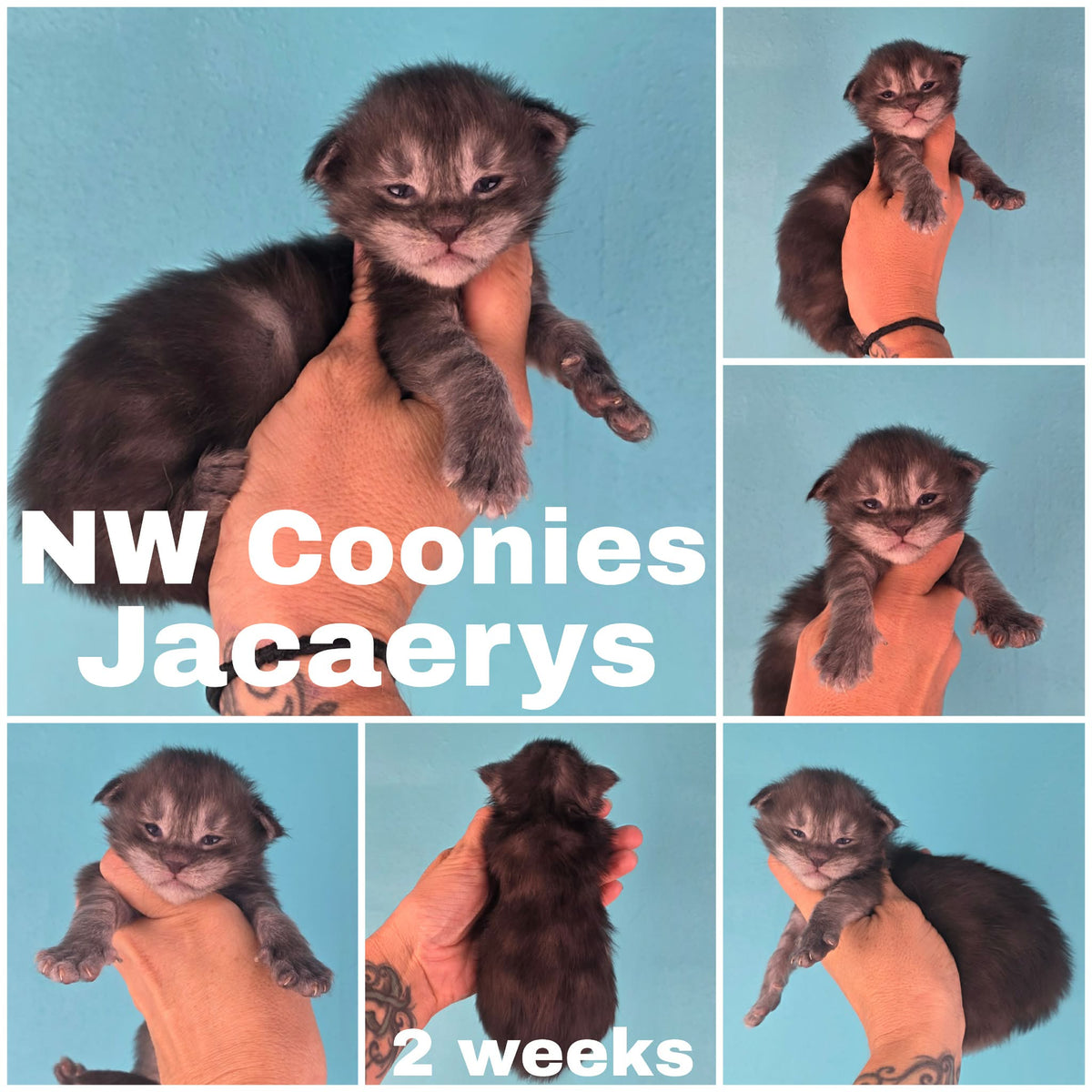 NW Coonies Jacaerys