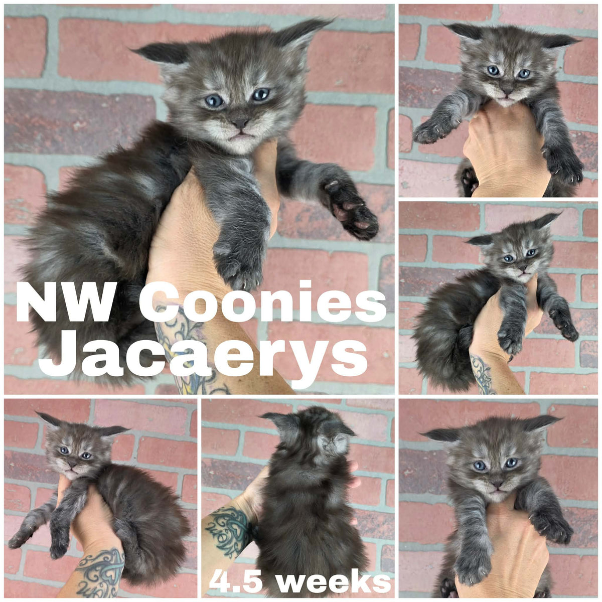 NW Coonies Jacaerys