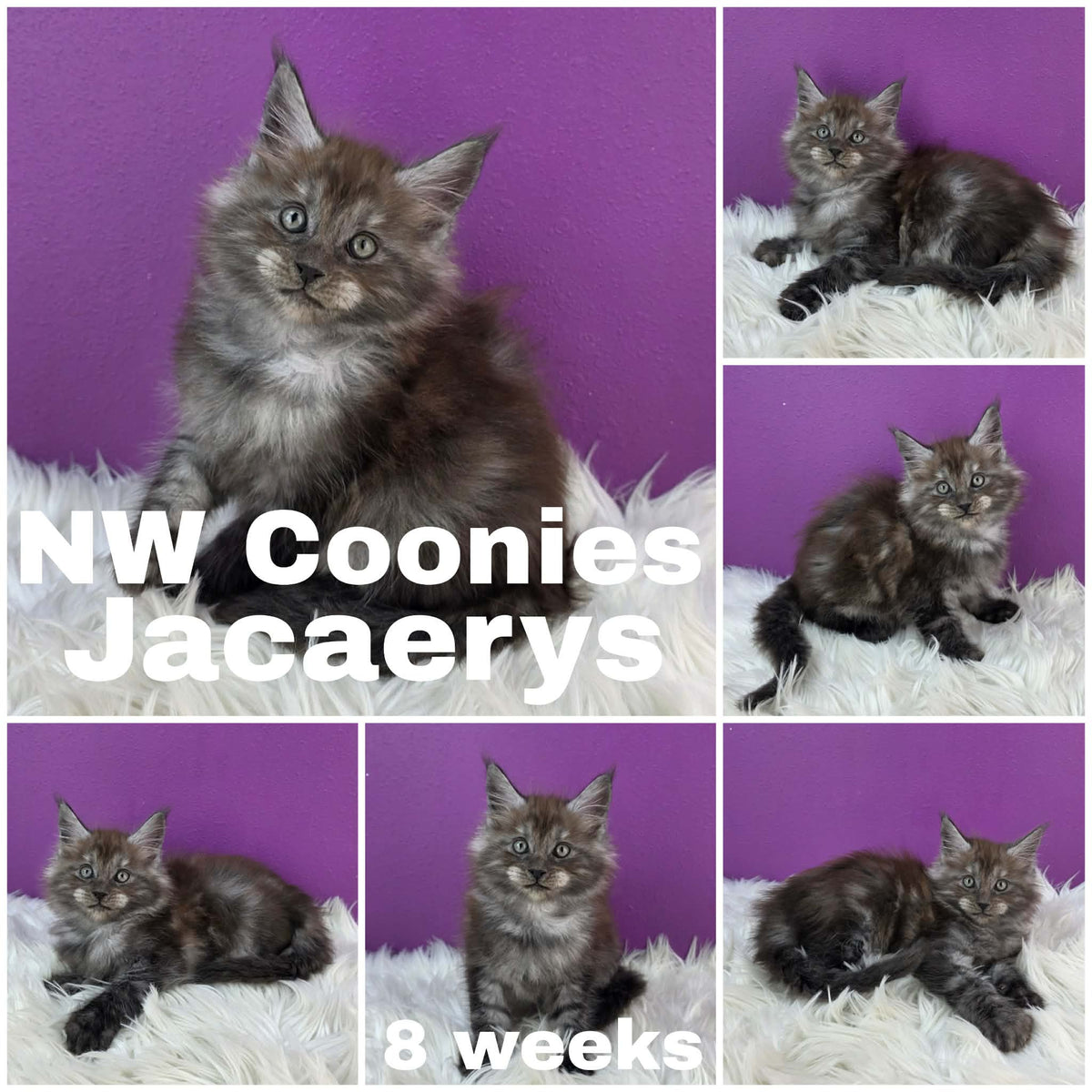 NW Coonies Jacaerys