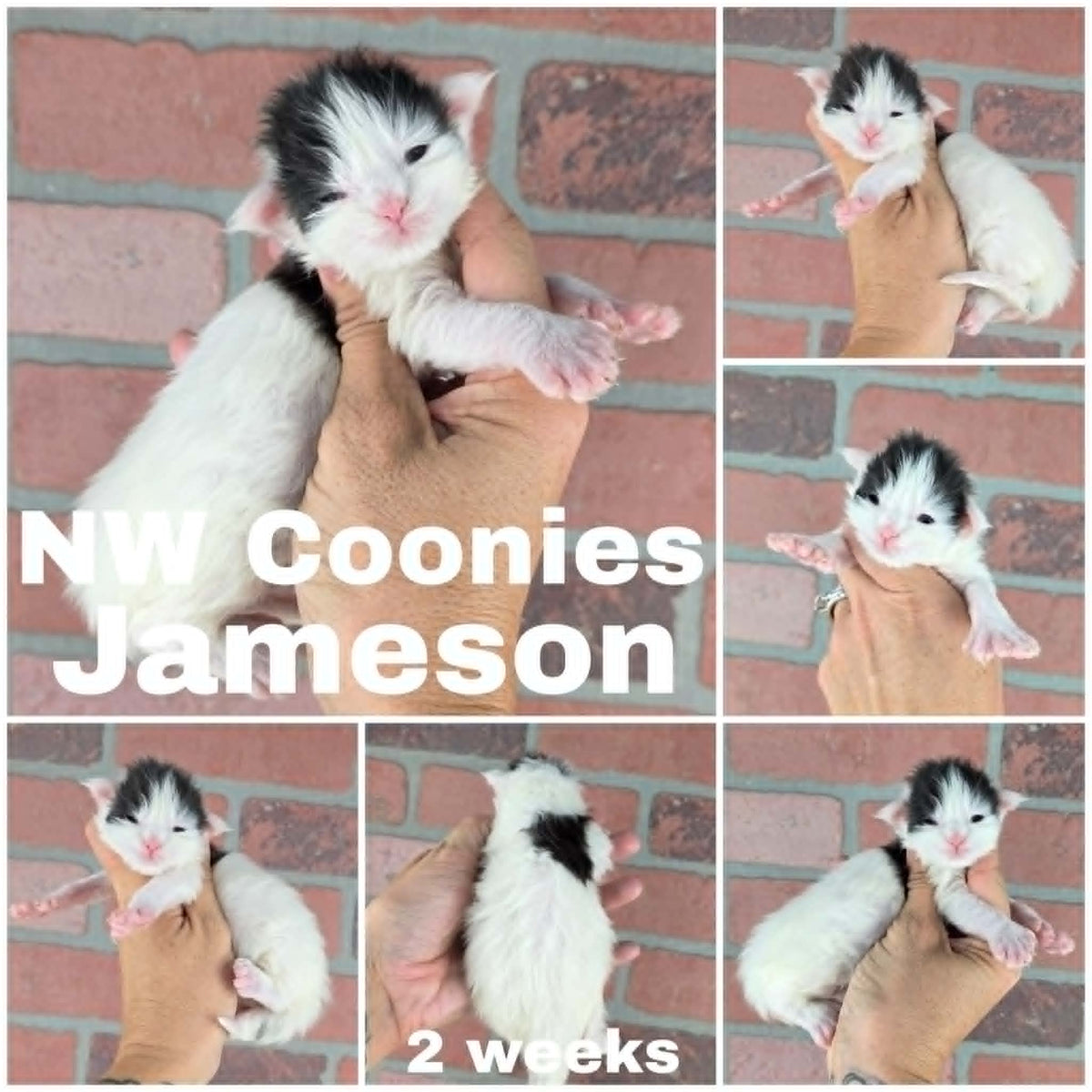 NW Coonies Jameson
