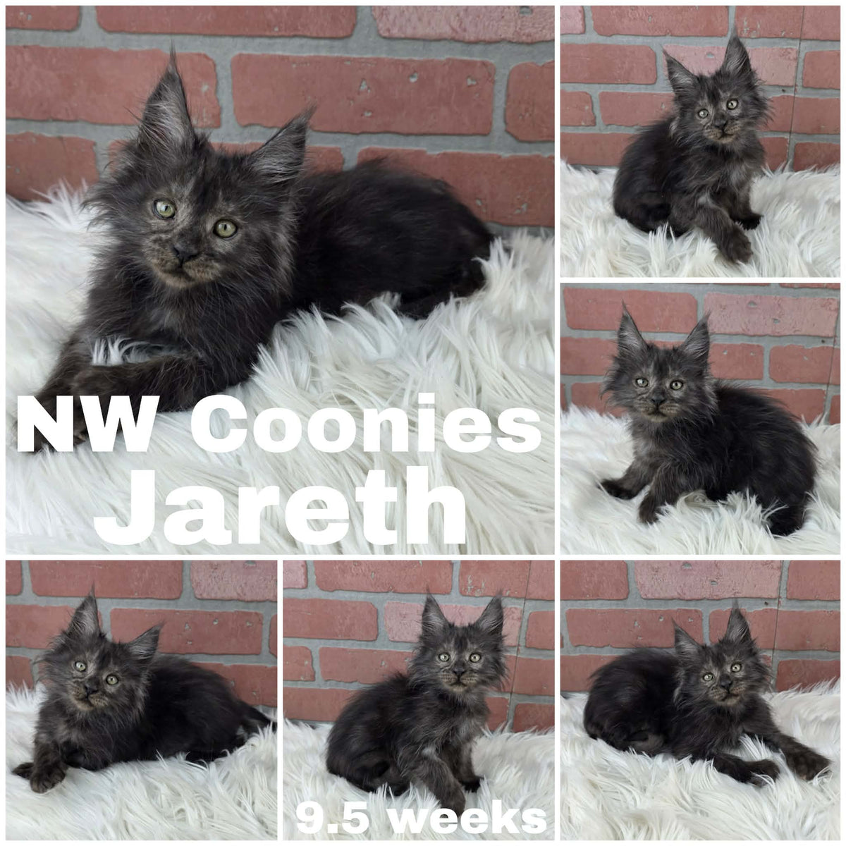NW Coonies Jareth