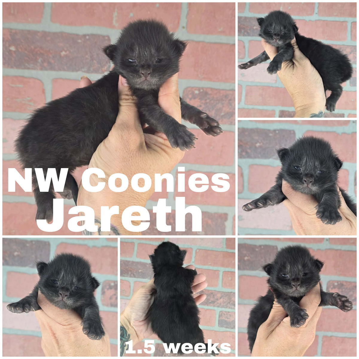 NW Coonies Jareth