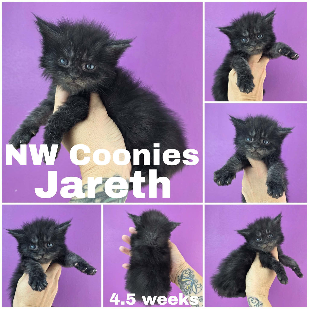 NW Coonies Jareth
