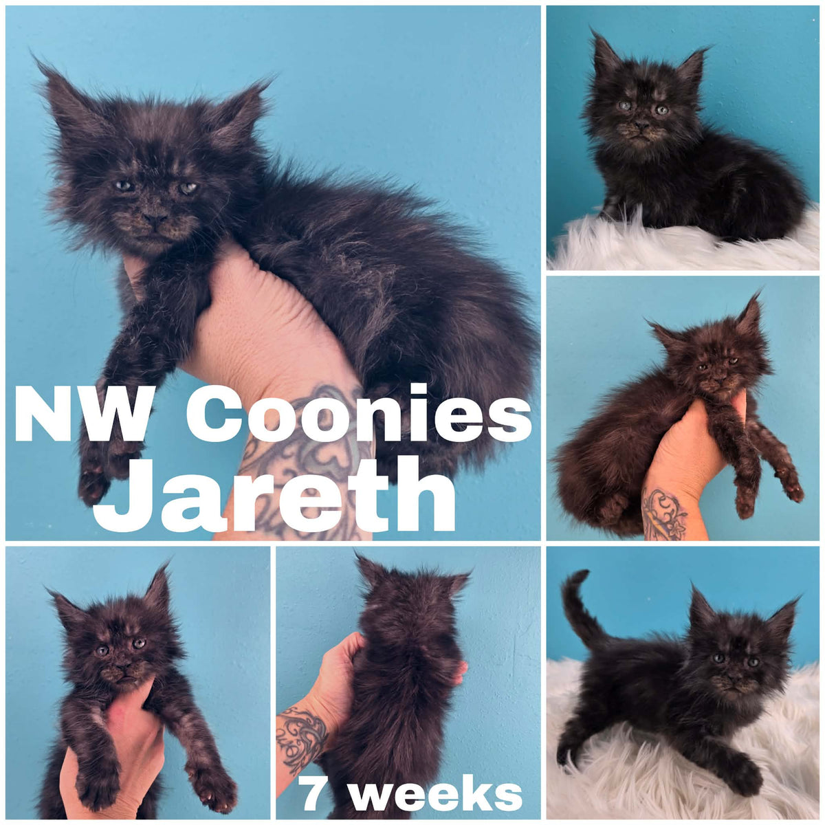 NW Coonies Jareth