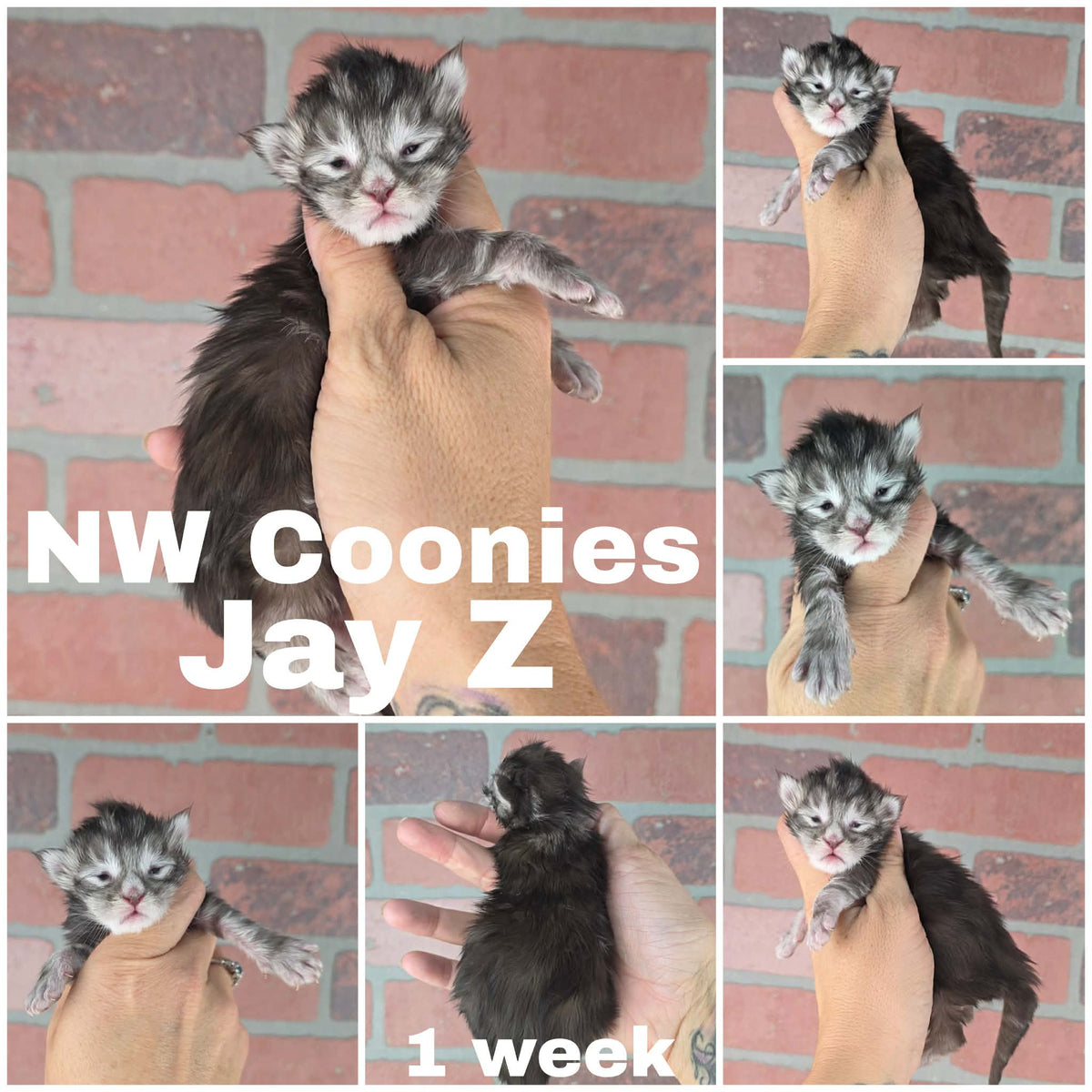 NW Coonies Jay Z