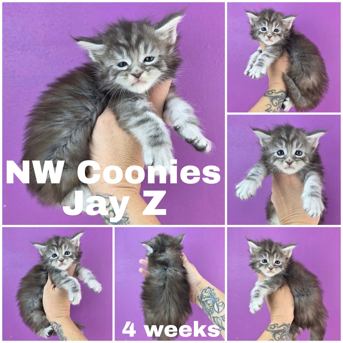 NW Coonies Jay Z