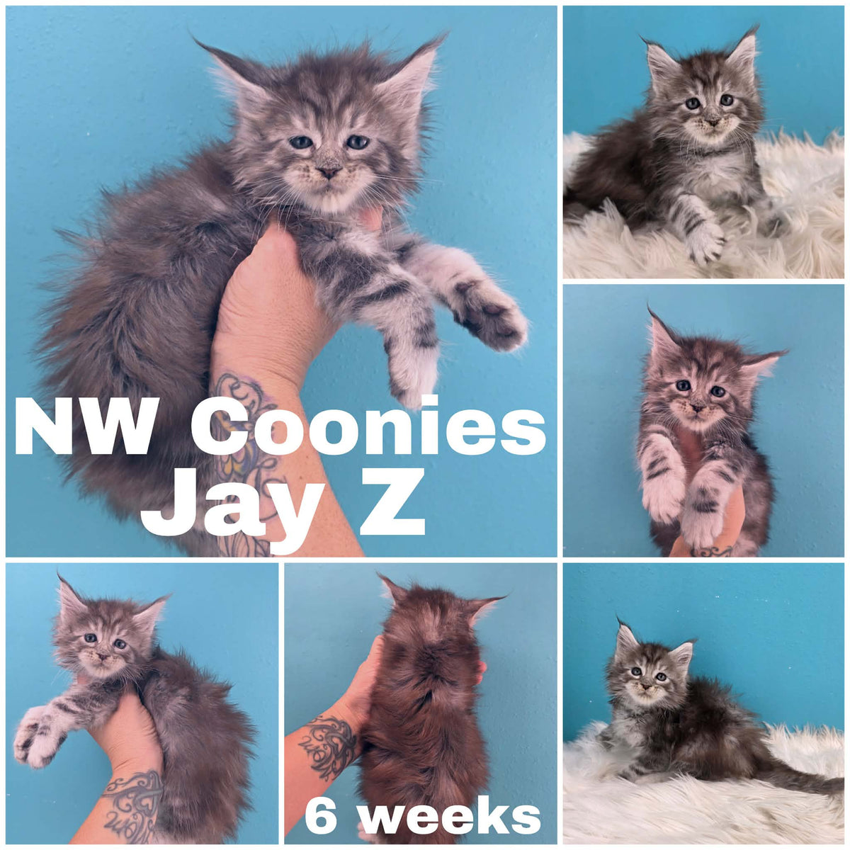 NW Coonies Jay Z