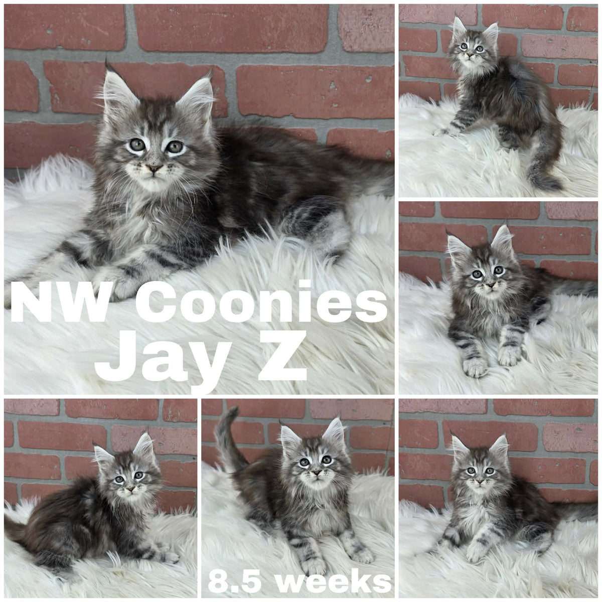 NW Coonies Jay Z