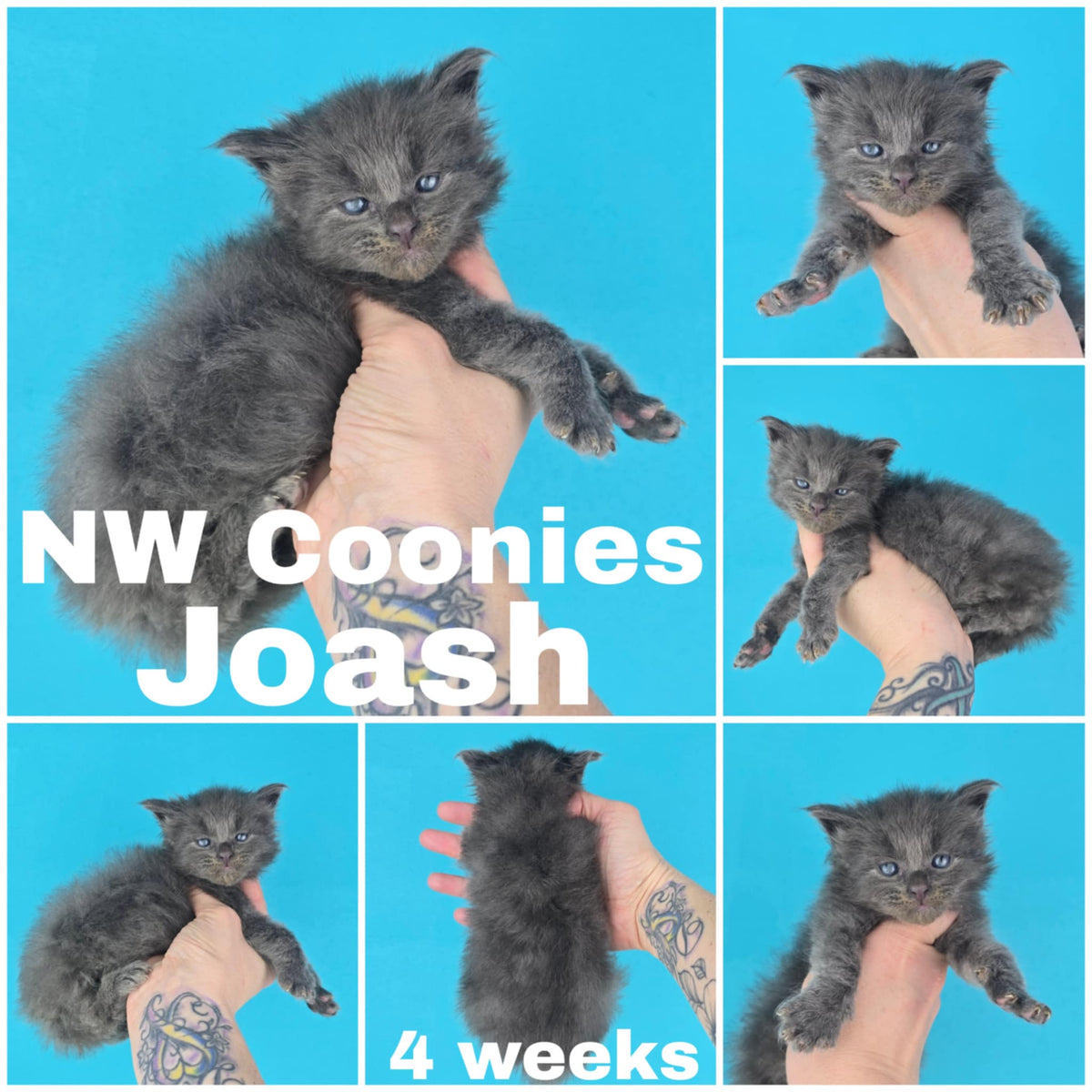 NW Coonies Joash
