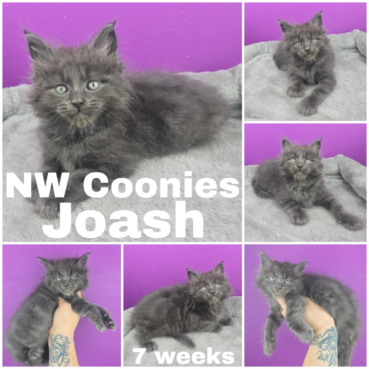 NW Coonies Joash