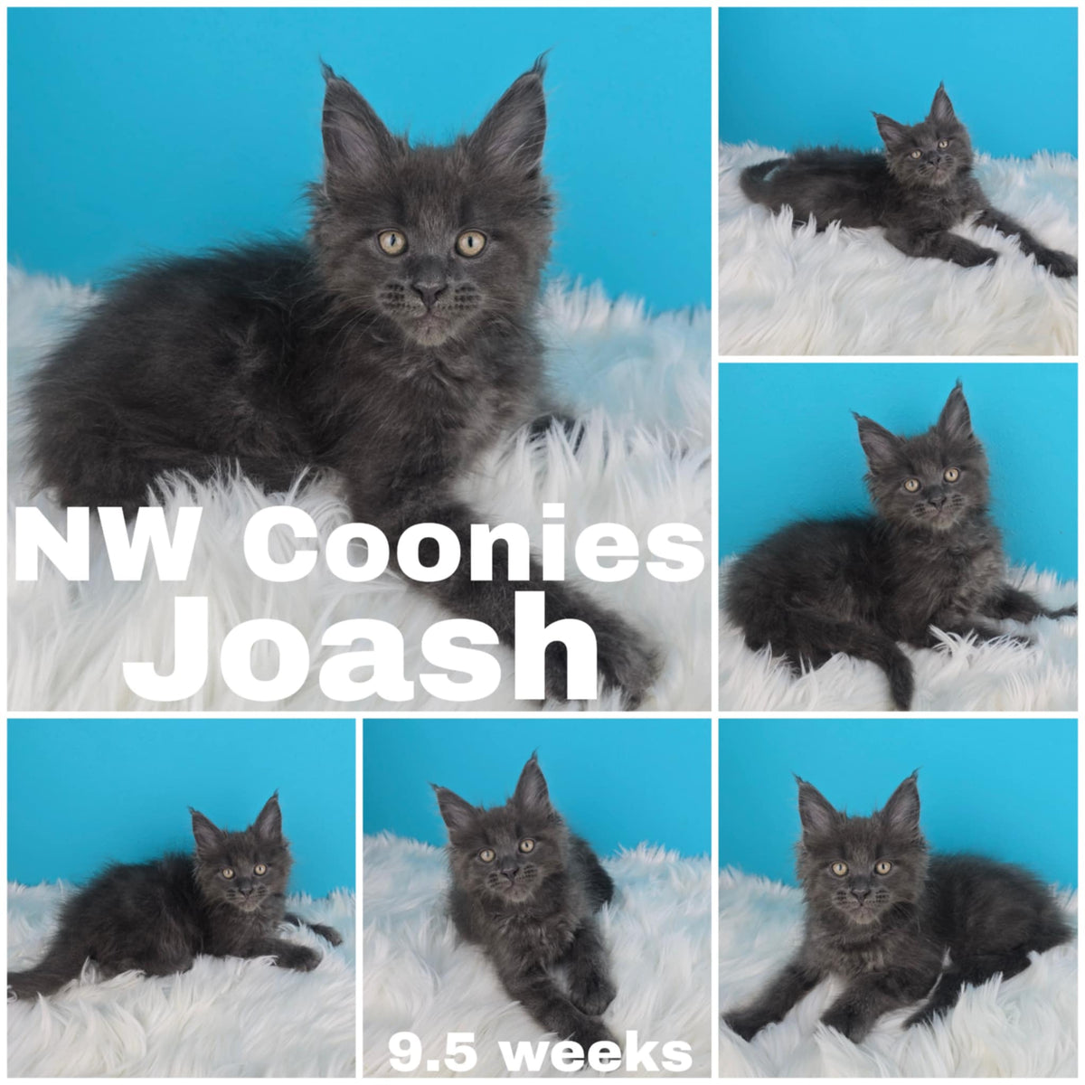 NW Coonies Joash
