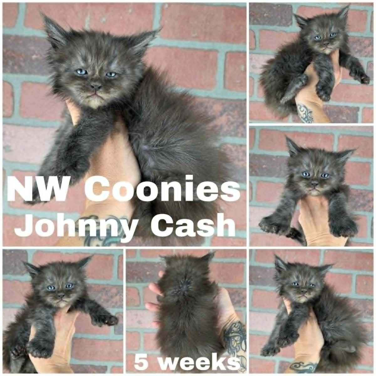 NW Coonies Johnny Cash