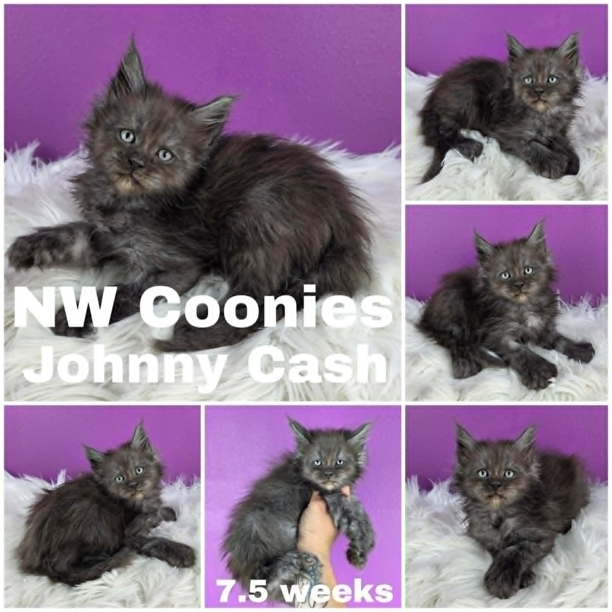 NW Coonies Johnny Cash