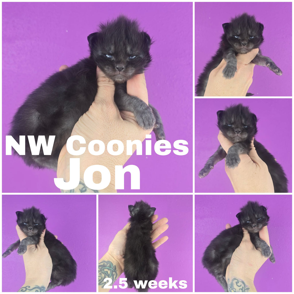 NW Coonies Jon