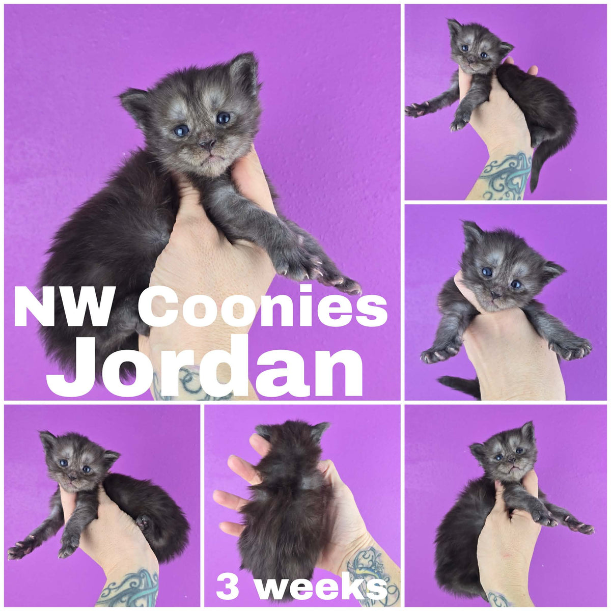 NW Coonies Jordan
