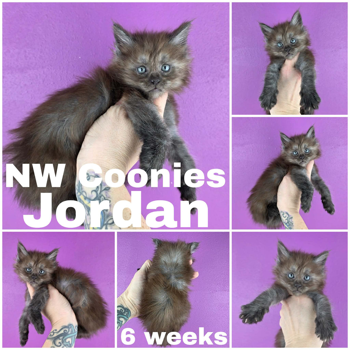 NW Coonies Jordan