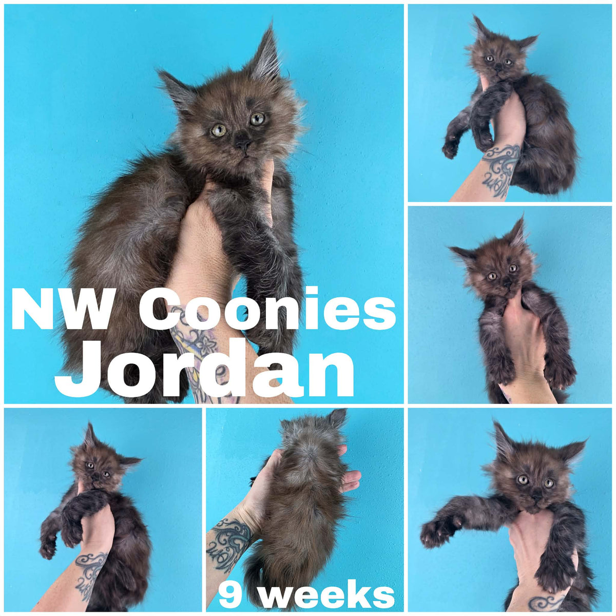 NW Coonies Jordan